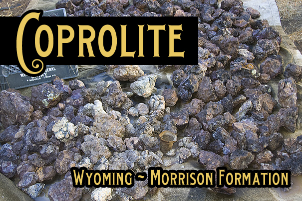 Coprolite for Sale - Wyoming Morrison Formation