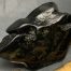 Wyoming black nephrite jade river cobble from the N. Platte River.
