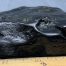 Wyoming black nephrite jade river cobbles from the N. Platte River