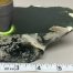 Polished Wyoming Dark Olive Nephrite w/quartz crystals